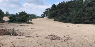 Wekeromse zand stuifzand.jpg
