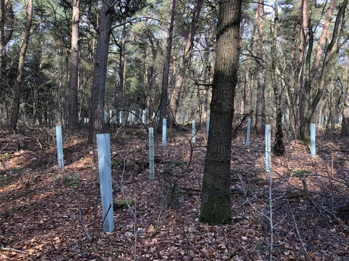 jonge aanplant blauwe bomen