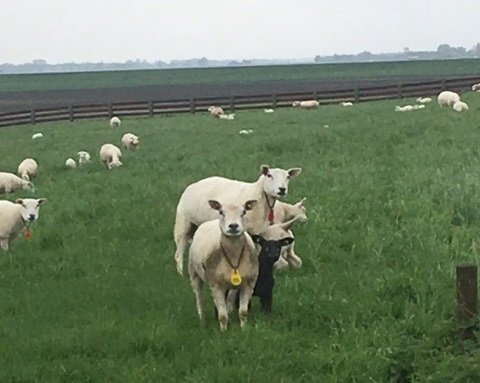 Etappe Oosterbierum naar St Jacobieparochie-2