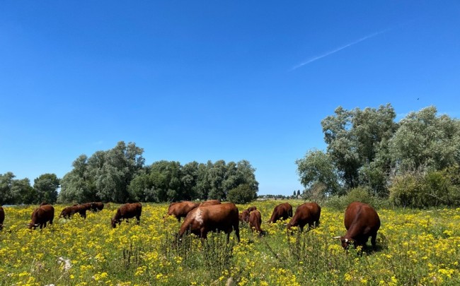 Grote grazers in Munnikenland © Ernst Koningsveld