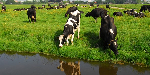 p58 koeien in 't Groene Hart (Z van Nw-Lekkerland).jpg