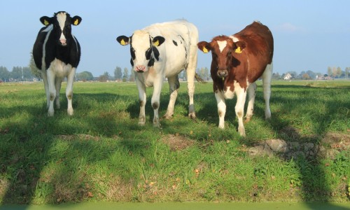 Biologische Boeren Buren Wandelroute Noordeloos