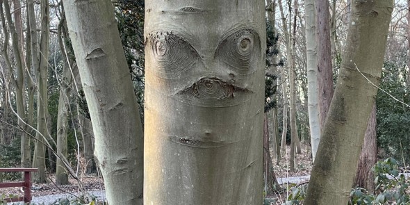 Boom met theatraal gezicht in de Leidse Hout © Ernst Koningsveld.jpg