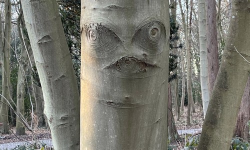 Boom met theatraal gezicht in de Leidse Hout © Ernst Koningsveld.jpg