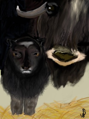 buffel met jong