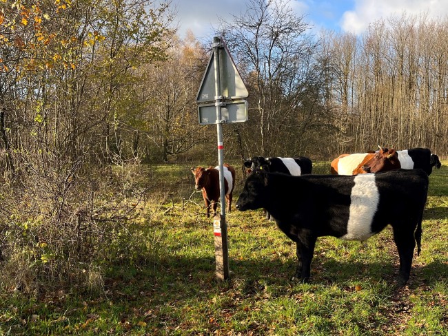 Lakenvelder koeien in het Knarbos © Dineke de Vries