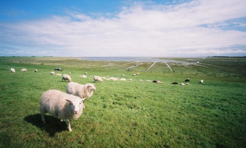 Streekpad_WaddenWandelen_etappe_Borkum_2.jpg
