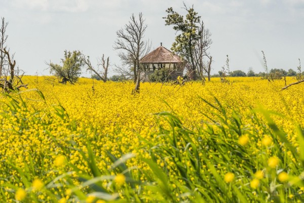 oostvaardersplassen
