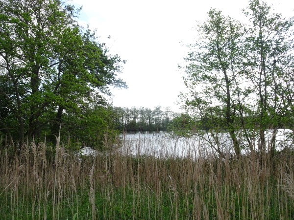 Elzenbroekbos met waterplas