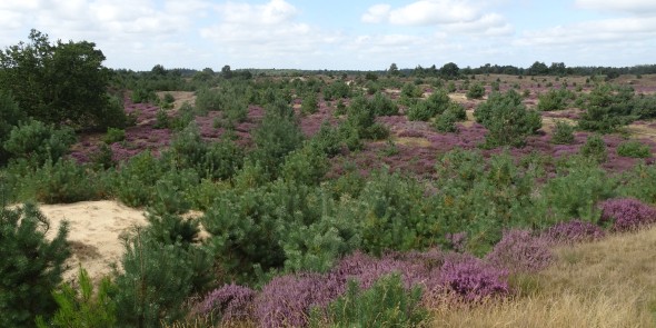 Uitzicht Drents-Friese Wold.JPG