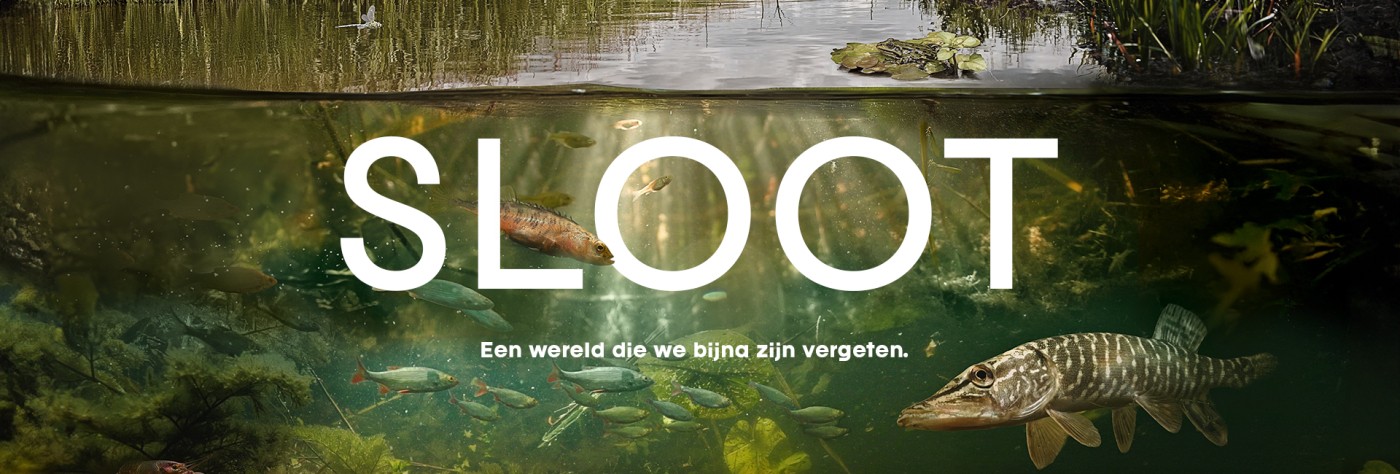 Wat leeft er allemaal in de sloot naast het wandelpad? - Wandelnet