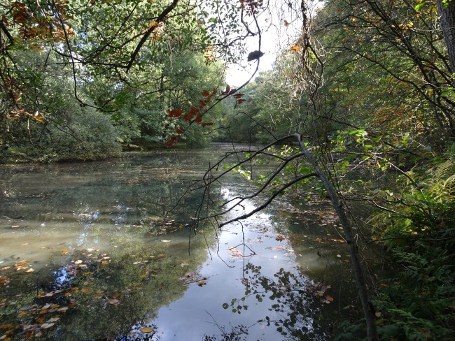 Oude rivierarm Vecht