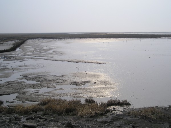 Waddenkust bij Holwerd