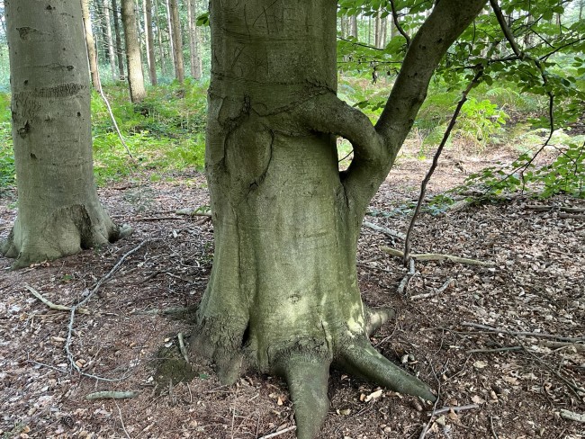 Bijzonder gegroeide boom in Landgoed het Paradijs © Ernst Koningsveld