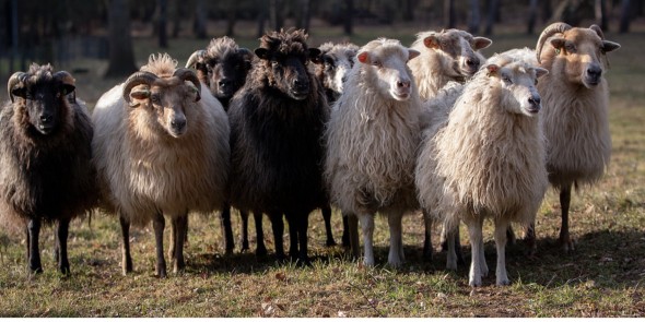 schaapskudde herder daniel.jpg