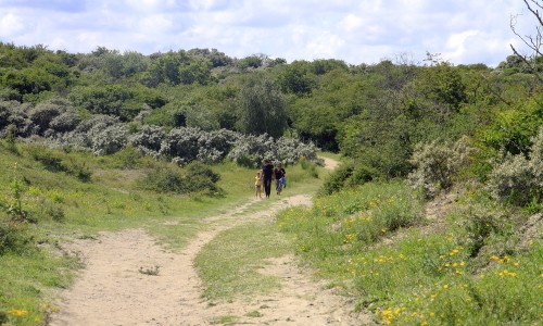 In_de_duinen.JPG