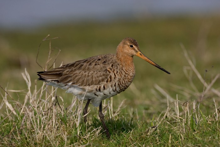 Grutto