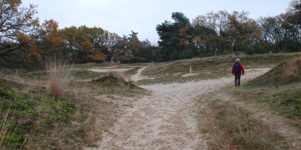 Loonse_en_Drunense_Duinen.JPG