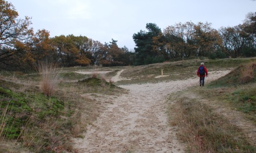 Loonse_en_Drunense_Duinen.JPG