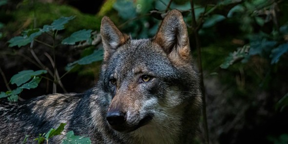 Wolf. Beeld door Kenny Goossen via Unsplash.jpg