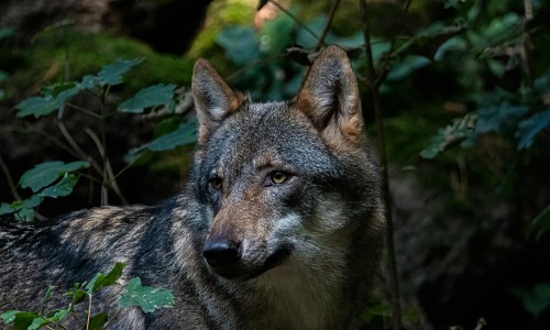 Wolf. Beeld door Kenny Goossen via Unsplash.jpg