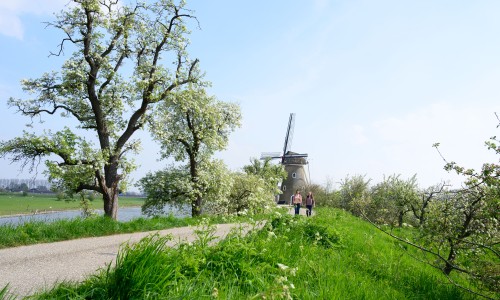 Wandelaars op het Betuwepad © Ad Snelderwaard.jpg
