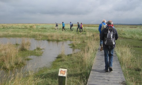 Wandelgids Zeeuws Vlaanderen wandelaars in Saeftinghe.jpg