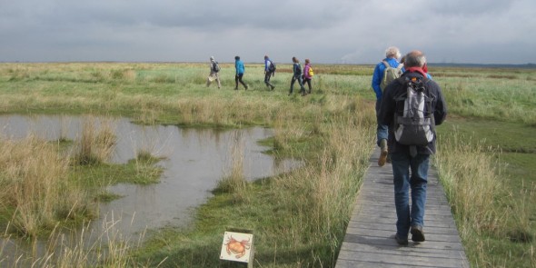 Wandelgids Zeeuws Vlaanderen wandelaars in Saeftinghe.jpg