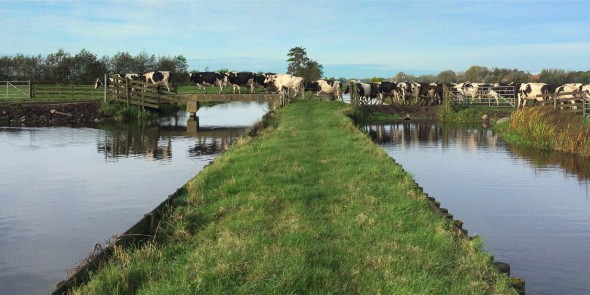 Koeien kruisen een tiendweg 2 © Ernst Koningsveld.jpg