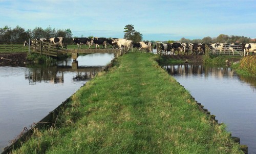 Koeien kruisen een tiendweg 2 © Ernst Koningsveld.jpg