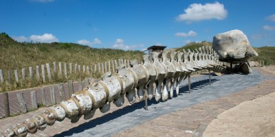 Streekpad_WaddenWandelen_etappe_Texel_5.jpg