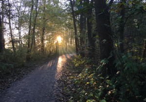 Zonsopgang in de Leidsche Hout © Ernst Koningsveld.JPG