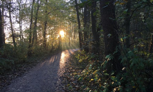 Zonsopgang in de Leidsche Hout © Ernst Koningsveld.JPG