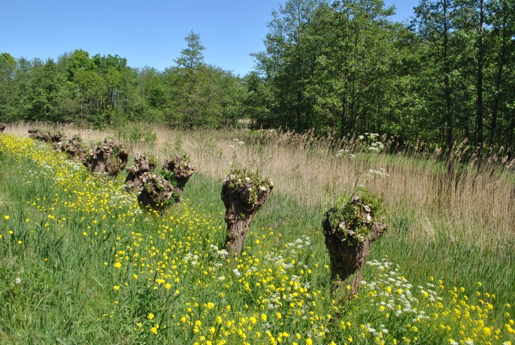 Foto: Roos Karsch knotwilgen.JPG