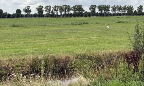 Zilverreiger in Polder Noord Kethel 4-2 © Ernst Koningsveld.jpg