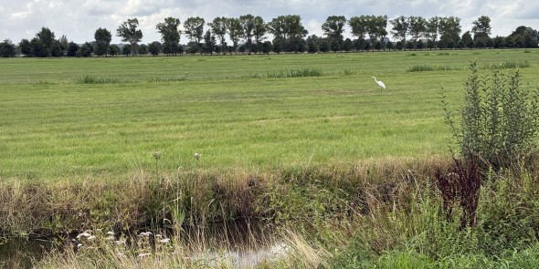 Zilverreiger in Polder Noord Kethel 4-2 © Ernst Koningsveld.jpg