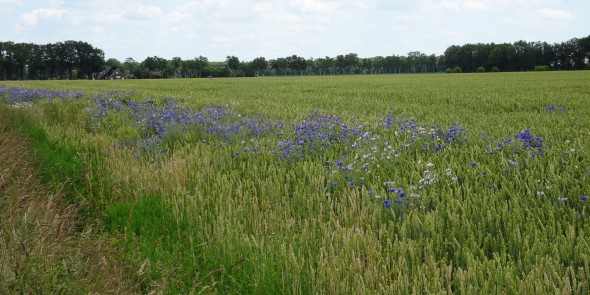 bloemenstrook langs tarweakker.JPG