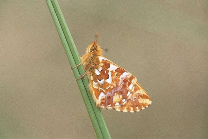 veenbesparelmoervlinder © Geert de Vries-Het Drentse Landschap(1)