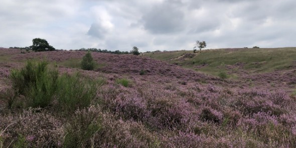 bloeiende heide.jpg