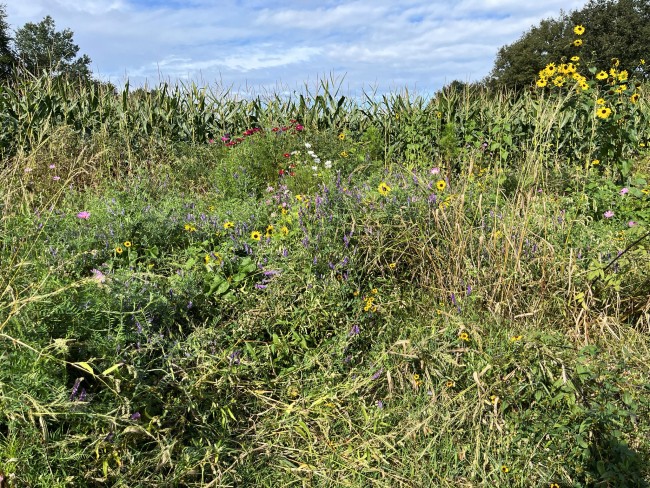 Bloemenzee langs het maïsveld © Ernst Koningsveld