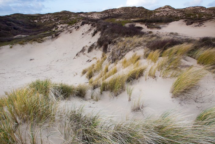 Duinen