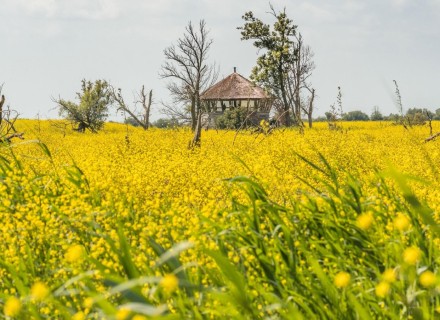 Oostvaardersplassen in provincie Flevoland