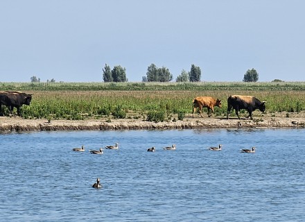 Heckrunderen en grauwe ganzen in de Oostvaardersplassen © Evert Aldewaard