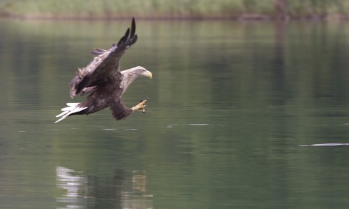 zeearend Archief Biesbosch MuseumEiland.jpg