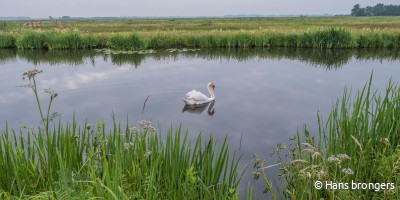 polder-zwaan-h.brongers-min.jpg