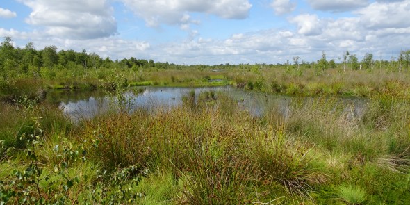Bargerveen.JPG