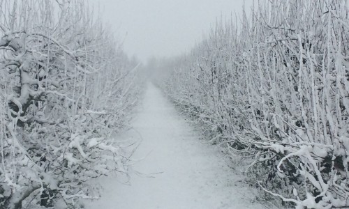 Fruitbomen_Betuwe_winter_alleenONLINEgebruik c Bureau Toerisme.jpg