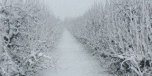 Fruitbomen_Betuwe_winter_alleenONLINEgebruik c Bureau Toerisme.jpg