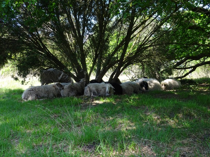 Drentsche Aa schapen