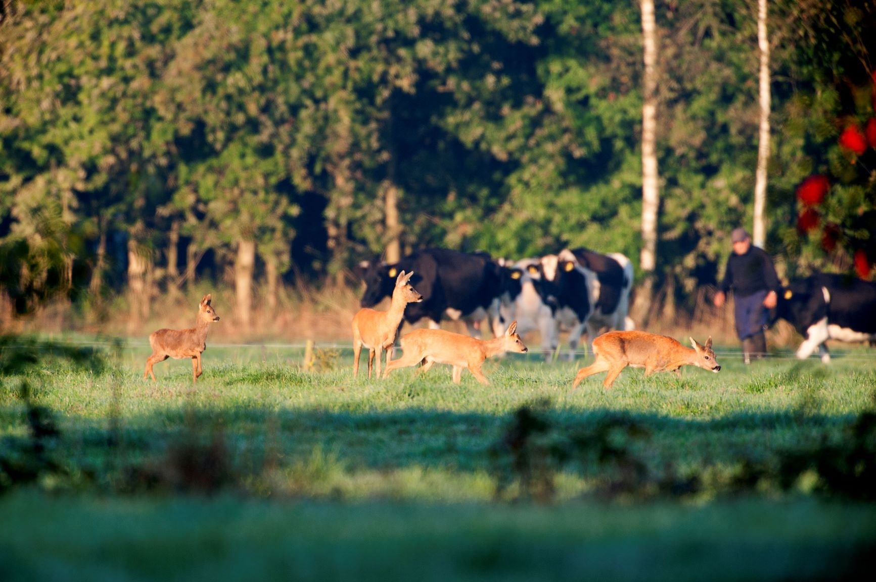 Streekpad Noardlike Fryske Walden bron Marcel van Kammen low.jpg